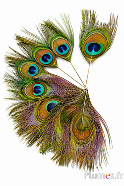 Pfau blau - 13-18 cm - limettengrün